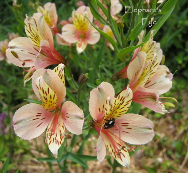 Alstroemeria Inca lilies
