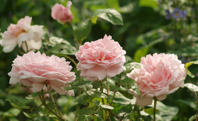 Rose Eglantyne - Austtinrose