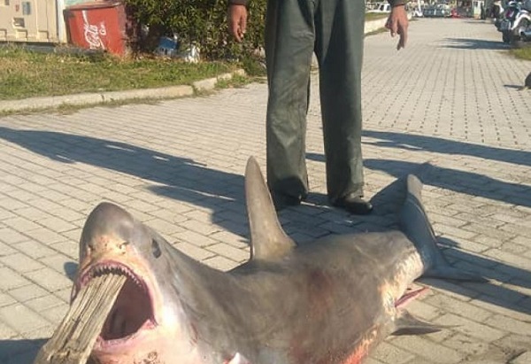 Καρχαρίας 3 μέτρων πιάστηκε στη Νέα Αγχίαλο