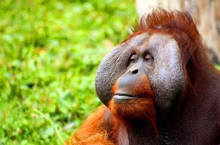 Orang Utan Binatang Atau Hewan Langka Di Dunia Yang Terancam Punah