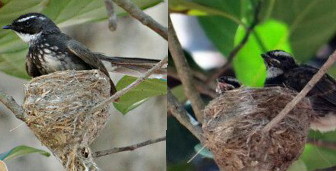 Sungguh Mempesona Mengintip Sarang Burung Kipasan Belang Youtube