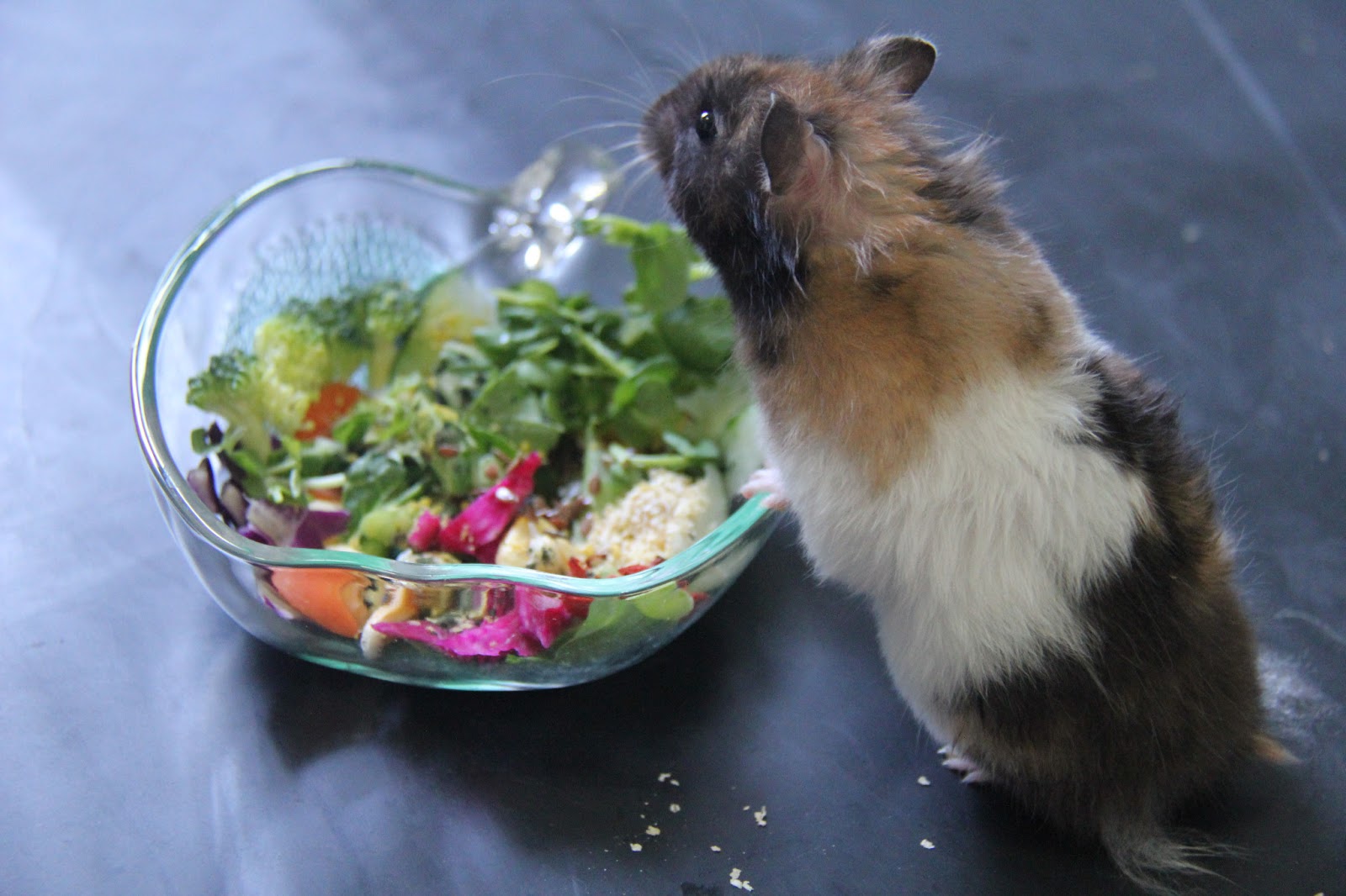 Natural PawPals: Cherimoya, the Vegan Syrian Hamster