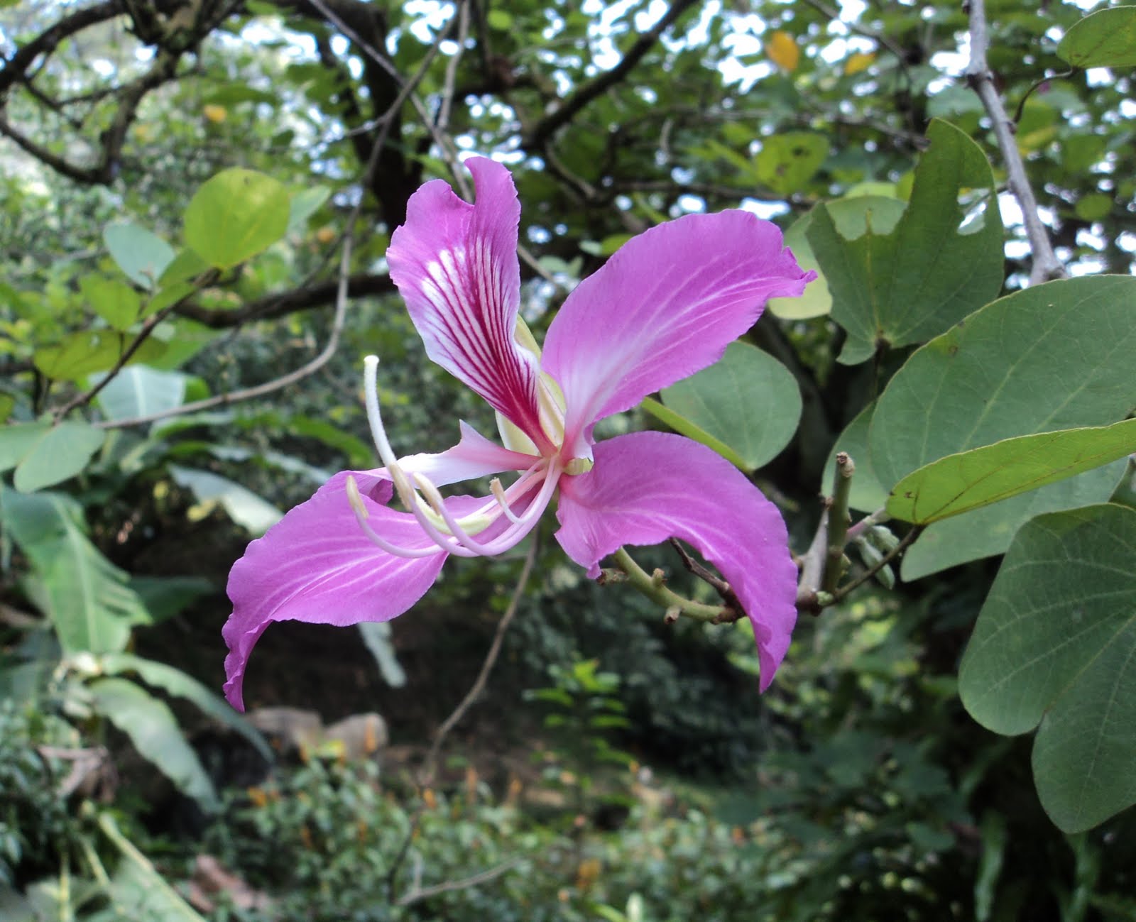 Баухиния. Орхидейное дерево. Цветок Баухиния орхидейное дерево. Баухиния орхидейное. Bauhinia blakeana.