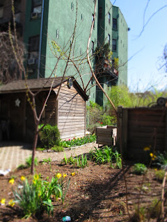  New York _Community Garden
