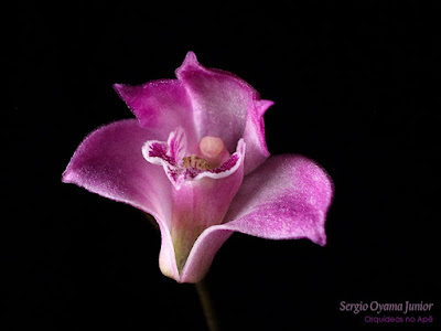 Orquídea Dendrobium kingianum Orquídea Dendrobium kingianum