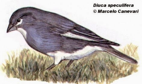 White winged Diuca Finch