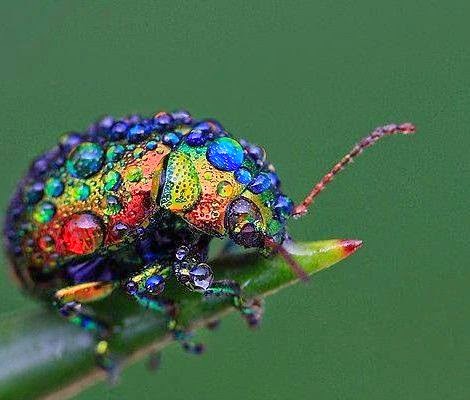 finest images of insects at all . | TOOOPIC