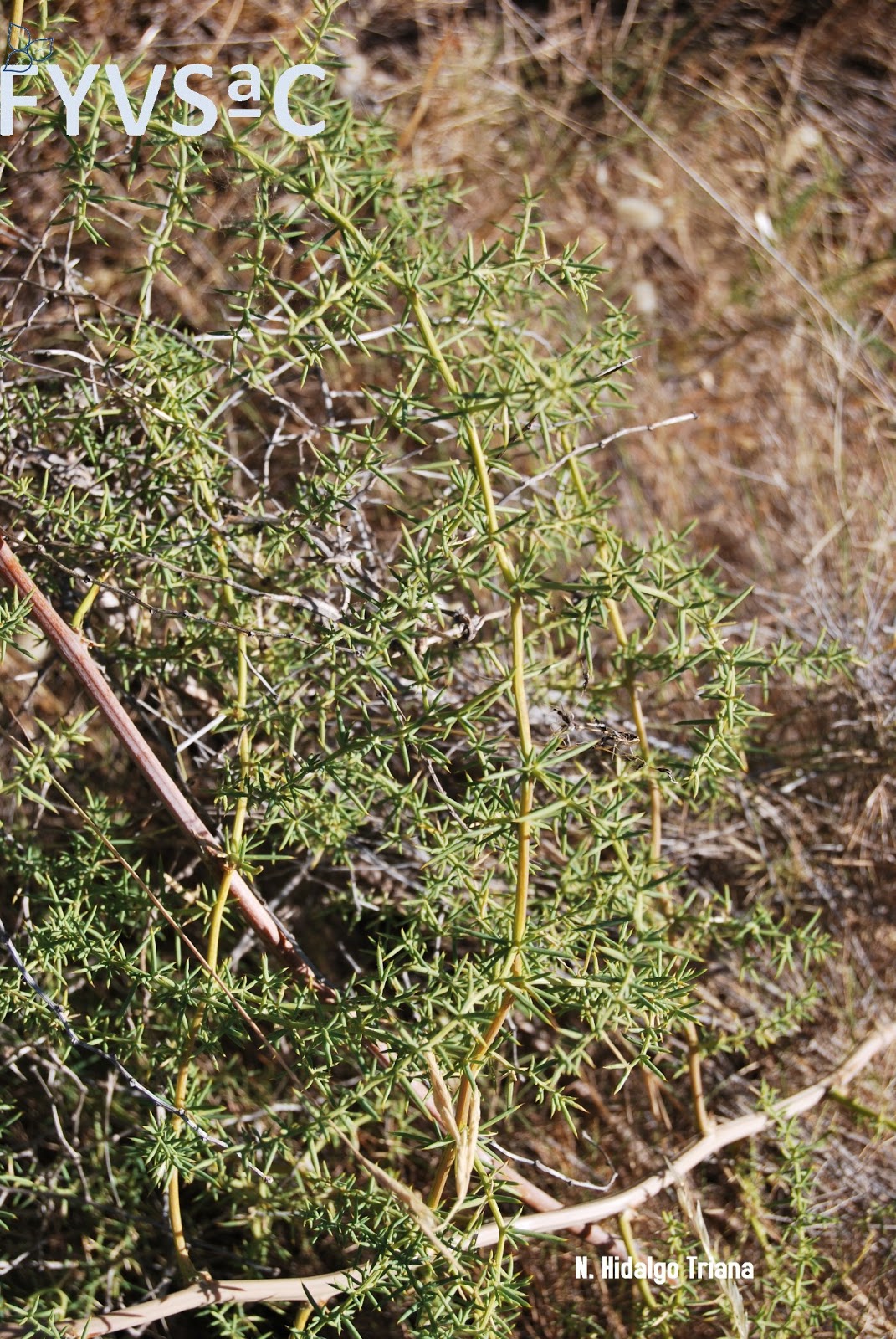 El Blog de Flora y Medio Ambiente de la Sierra de Cártama FLORA I