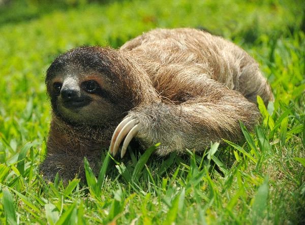 Sloths ~ Our Voice In English