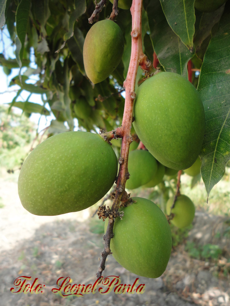 Mango De Racimo FOTOGRAFIA LUCYMAR : MANGO EN LA PLANTA