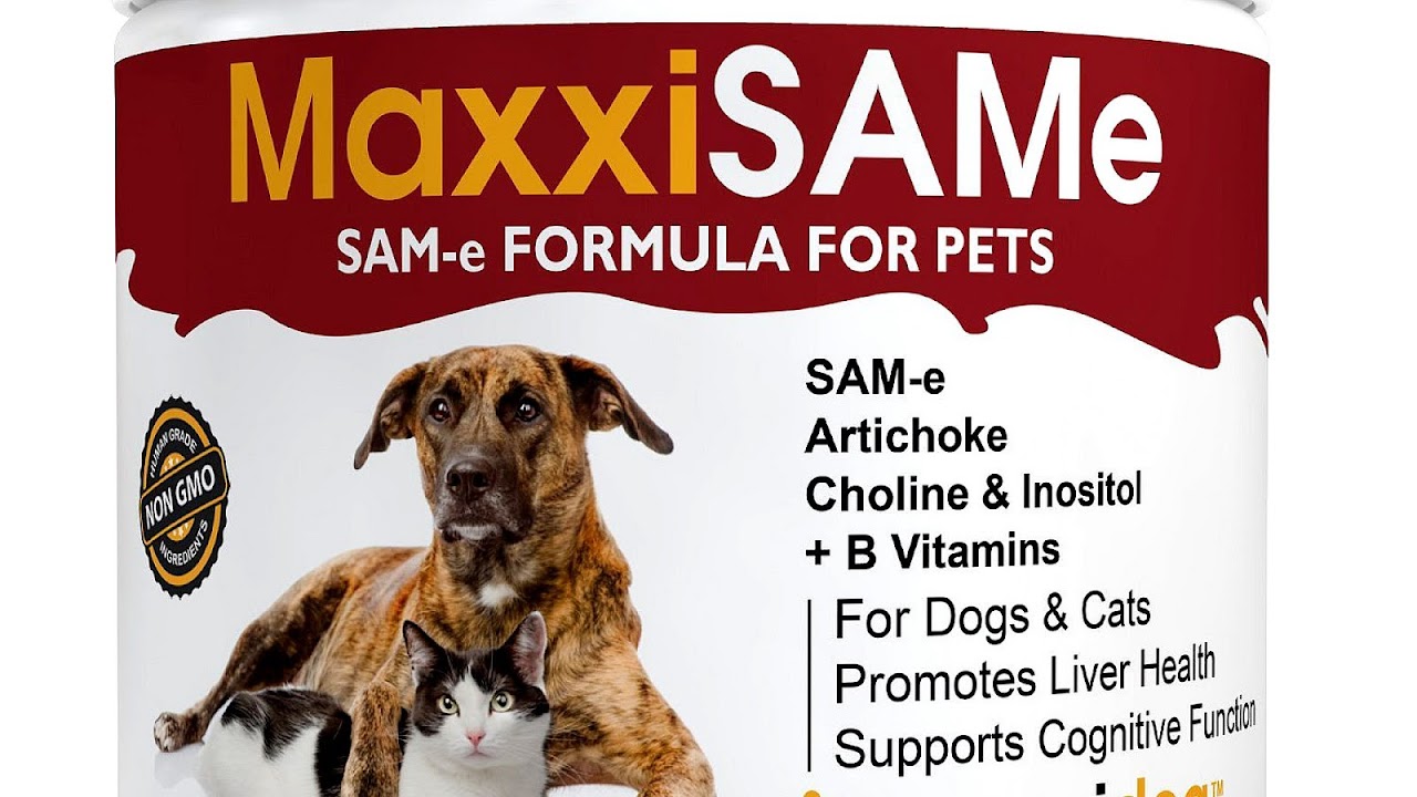 B Vitamins For Cats Cat Choices