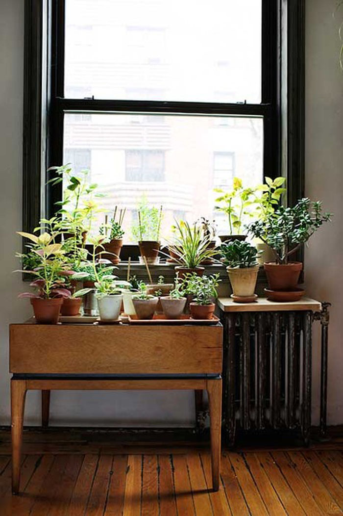 plants collection next to the window
