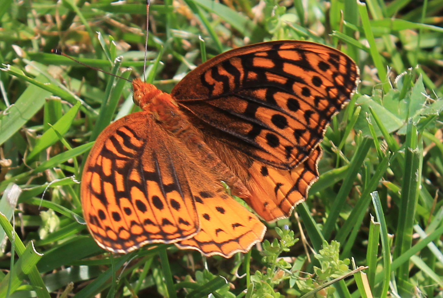 The Kentucky Wildflower Farm Great Spangled Fritillary butterflies