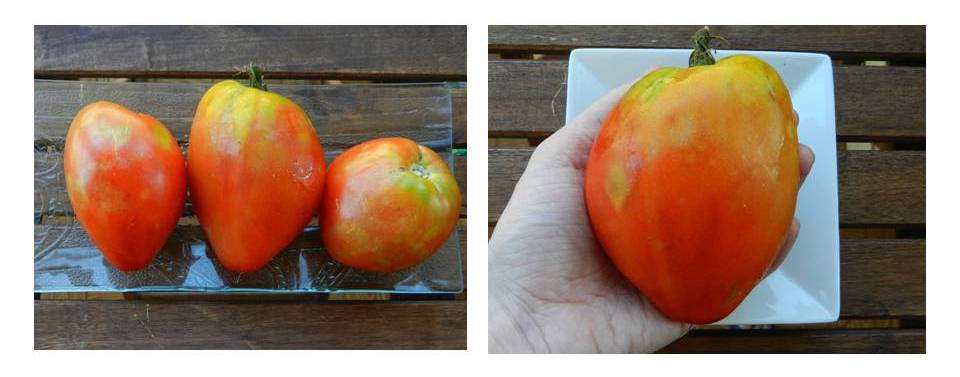 tomate pico luce vermell