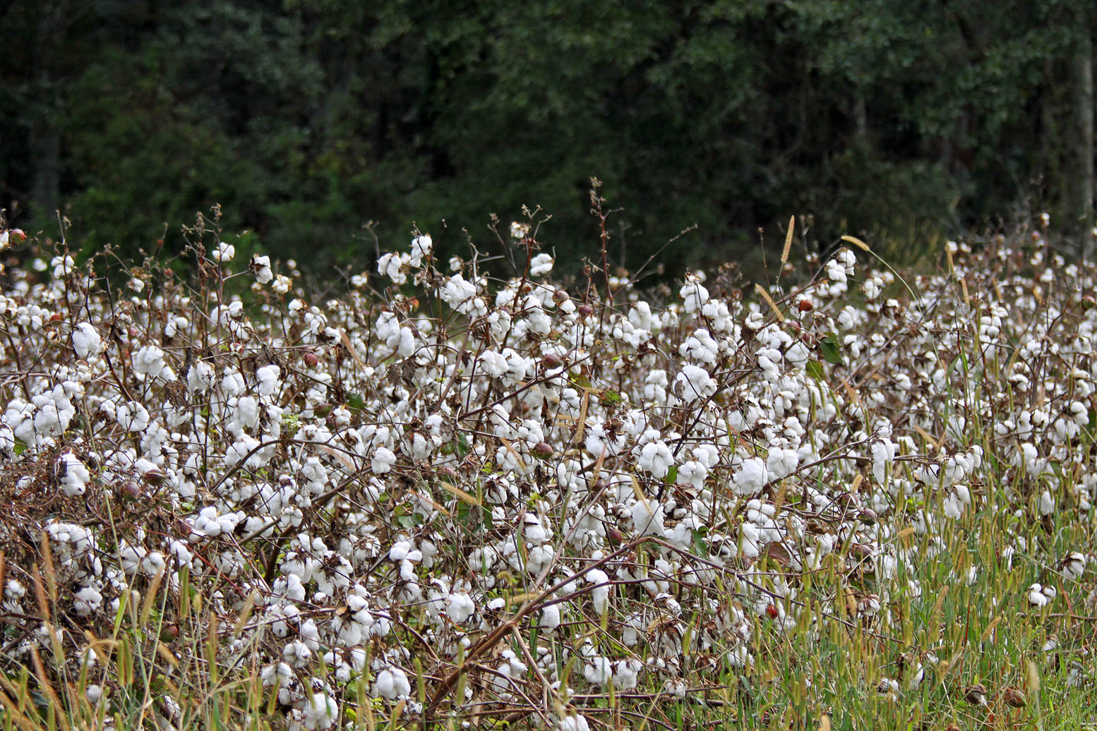 Southern Lagniappe A Cotton Patch Adventure