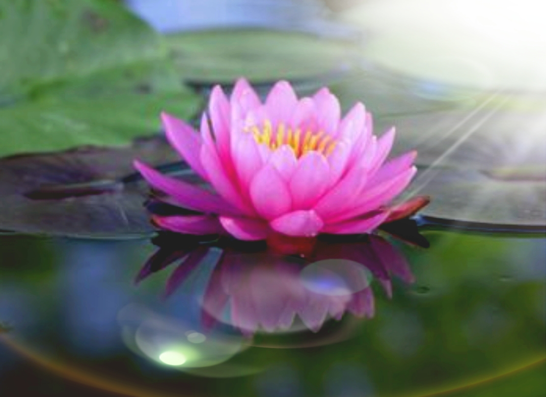 "The lotus flower blooms most beautifully from the deepest and thickest
