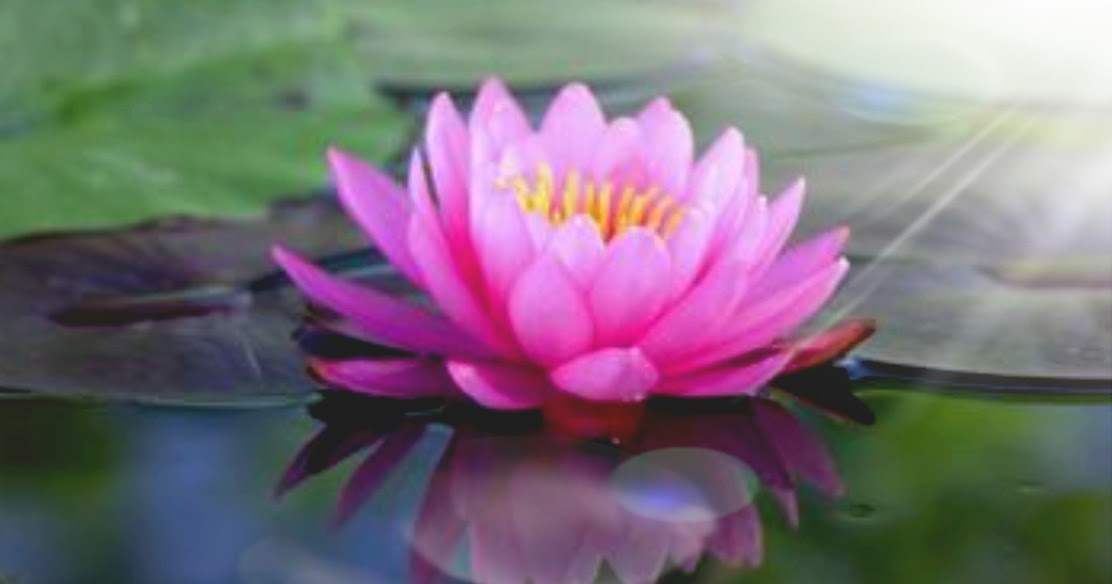 "The lotus flower blooms most beautifully from the deepest and thickest