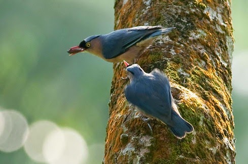Seputar Fakta Burung Rambatan Dhanyinfo Com