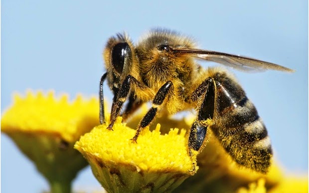 bee