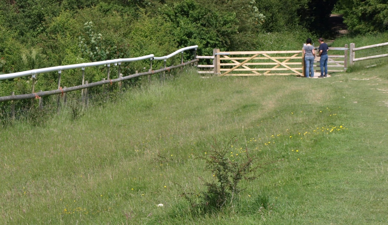 Badbury Rings Dog Walkers Badbury Rings Dog Walkers