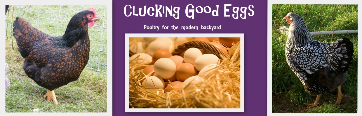Clucking Good Eggs