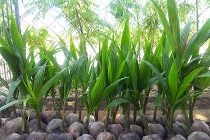 Harga Kelapa Pandan 2019 / Tanaman Kelapa Matag: Bekalan Benih Kelapa Matag Generasi Ke-2 : Sesuai dengan namanya, jenis kelapa ini dikenal karena daging buahnya memiliki aroma yang khas.