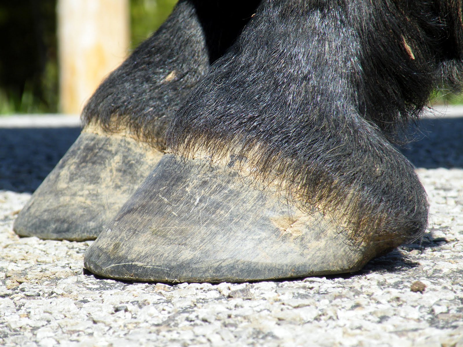 Equestrian Journey I trimmed Chrome's hooves!