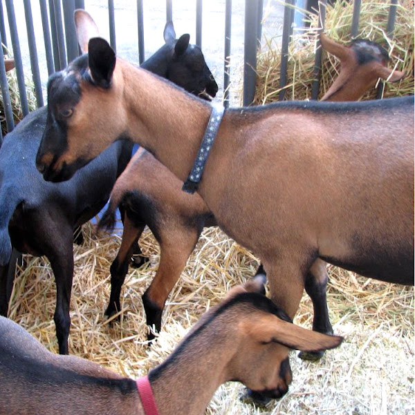 oberhasli goat, oberhasli goats, oberhasli goat breed, oberhasli goat behavior, oberhasli goat characteristics, oberhasli goat care, oberhasli goat color, oberhasli goat coat color, oberhasli goat color varieties, oberhasli goat facts, oberhasli goat for milk, oberhasli goat farming, oberhasli goat farms, oberhasli goat history, oberhasli goat images, oberhasli goat info, oberhasli goat information, oberhasli goat milk, oberhasli goat meat, oberhasli goat milk production, oberhasli goat origin, oberhasli goat personality, oberhasli goat picture, oberhasli goat photos, oberhasli goat rearing, raising oberhasli goat, oberhasli goat size, oberhasli goat temperament, oberhasli goat uses, oberhasli goat variety, oberhasli goat weight