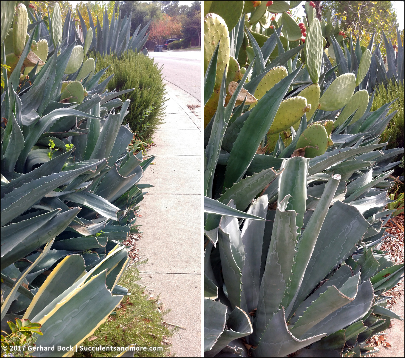 Agave americana eating the world