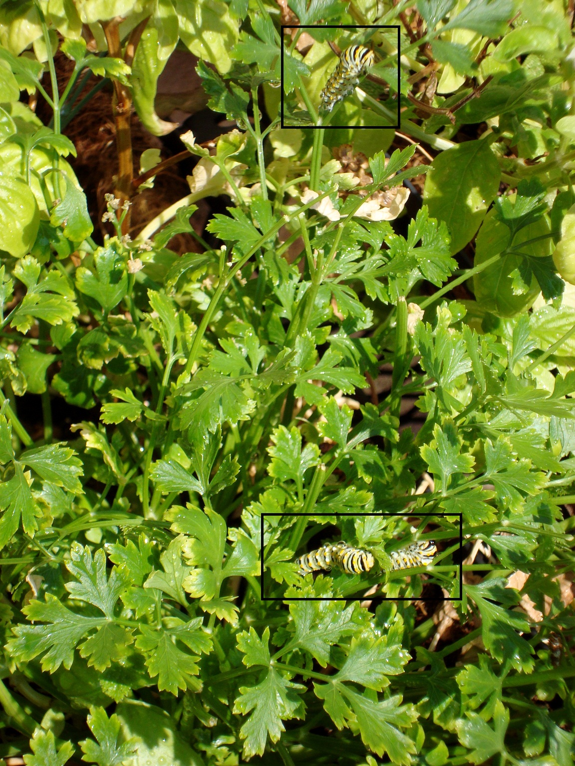 Seduced by yarn Basil eating caterpillars