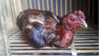 63 Gambar Ayam Ciung Wanara Kekinian 63 Gambar Ayam Ciung Wanara Kekinian