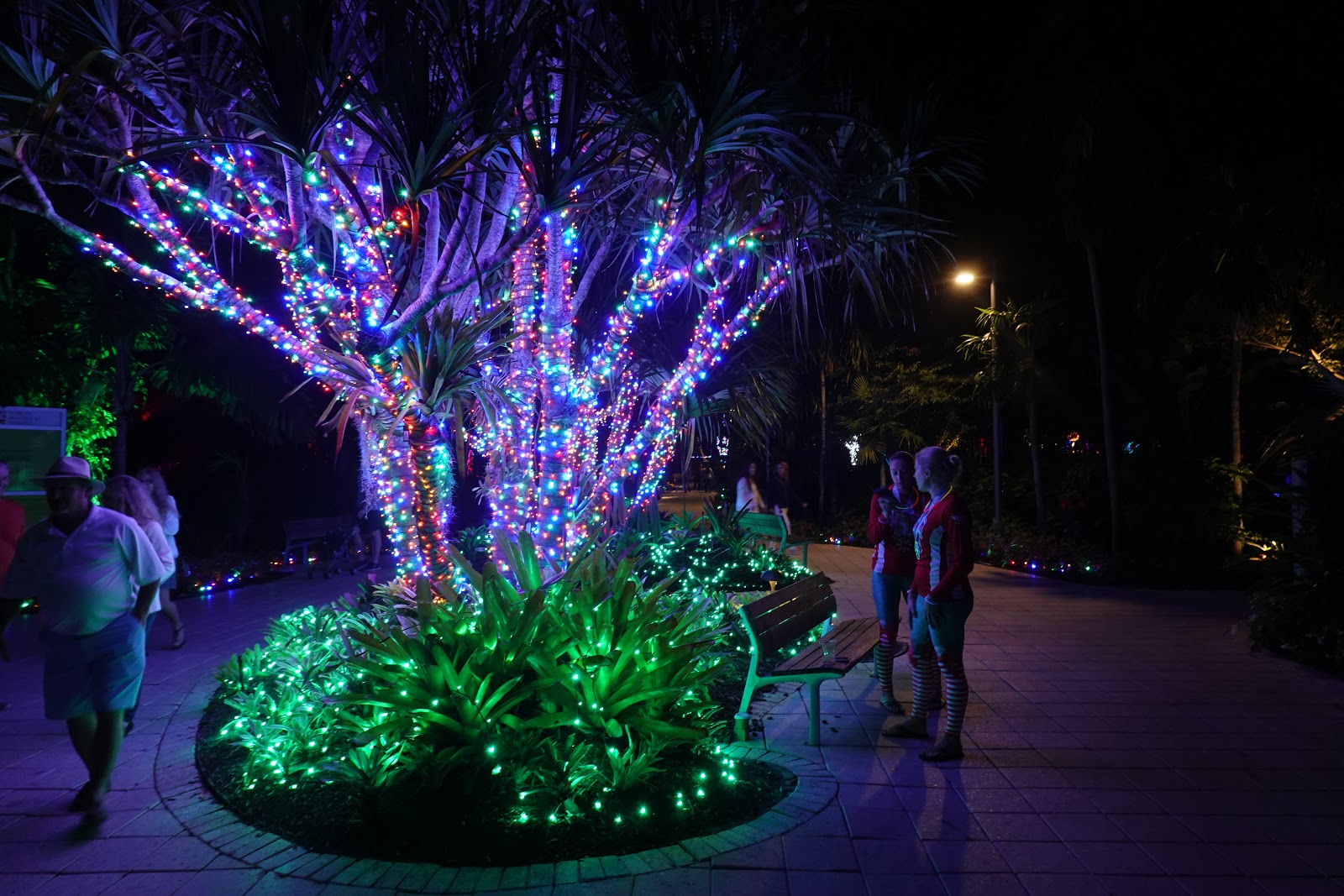 Naples and Hartford in Season Night Lights at Naples Botanical Garden