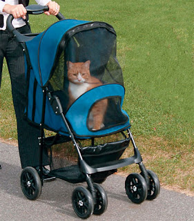 Picture of a cat in a cat stroller. He doesn't look thrilled.