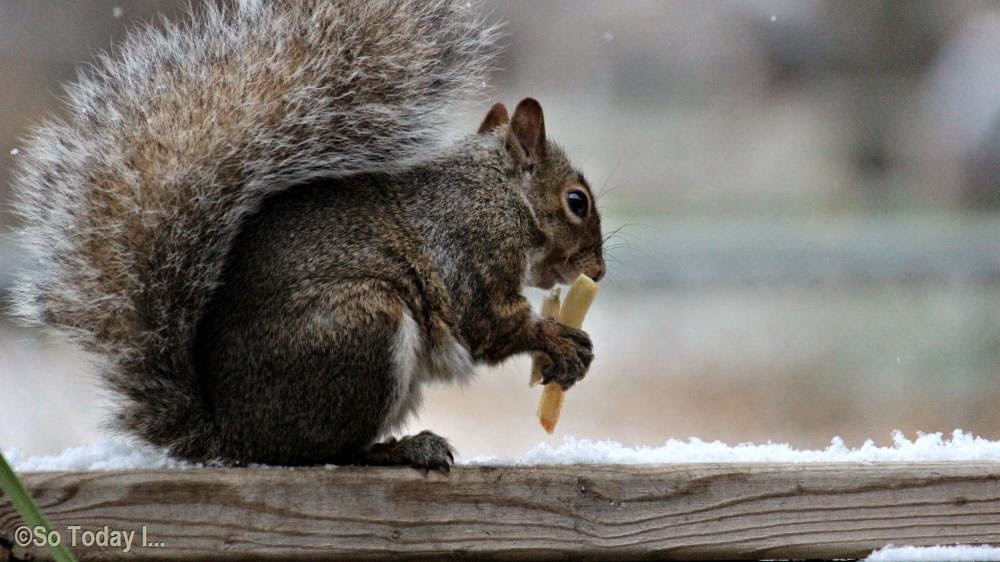 MY SQUIRRELS ENJOYING SOME FRENCH FRIES AFTER THE FIRST SNOW FALL So