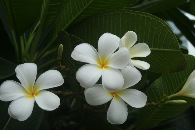 Pictures Of Beautiful Exotic Flowers Pictures Of Beautiful Exotic Flowers