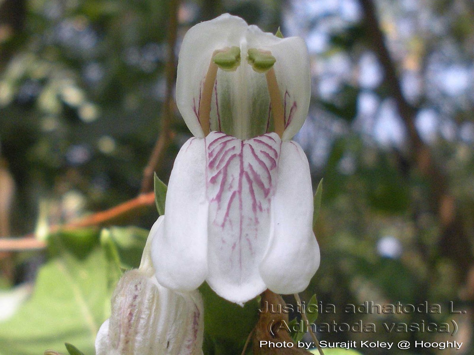 Medicinal Plants: Justicia adhatoda Adhatoda vasica addasaramu vasaka arusa