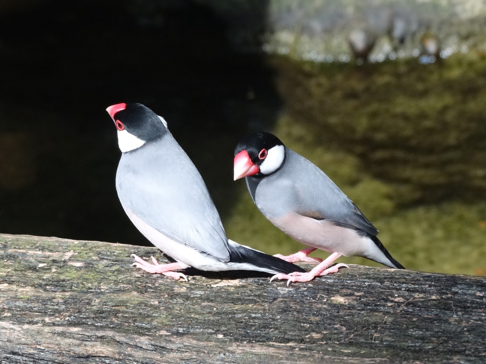Snap Happy Birding Java Finch (Java Sparrow)