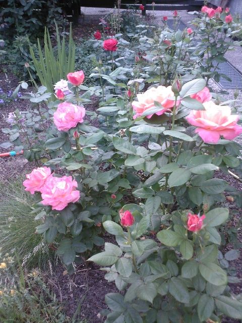 Blumensprache Februar 2013