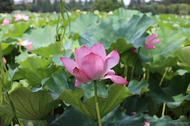 lotus-parc-ueno