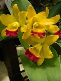 Yellow and purple Cattleya at Orchid World Barbados by garden muses-not another Toronto gardening blog