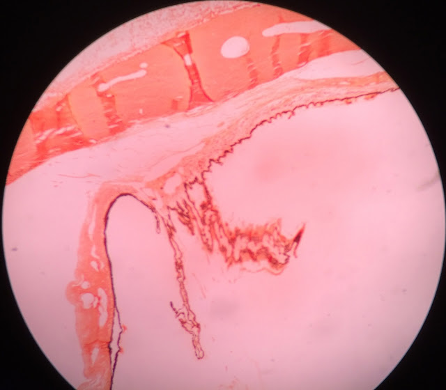 histology slide of eye