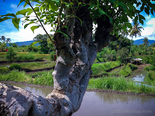 Beautiful View Of Wild Santen Tree Grows View In The Rice Fields On A Sunny Day At Ringdikit Village, North Bali, Indonesia