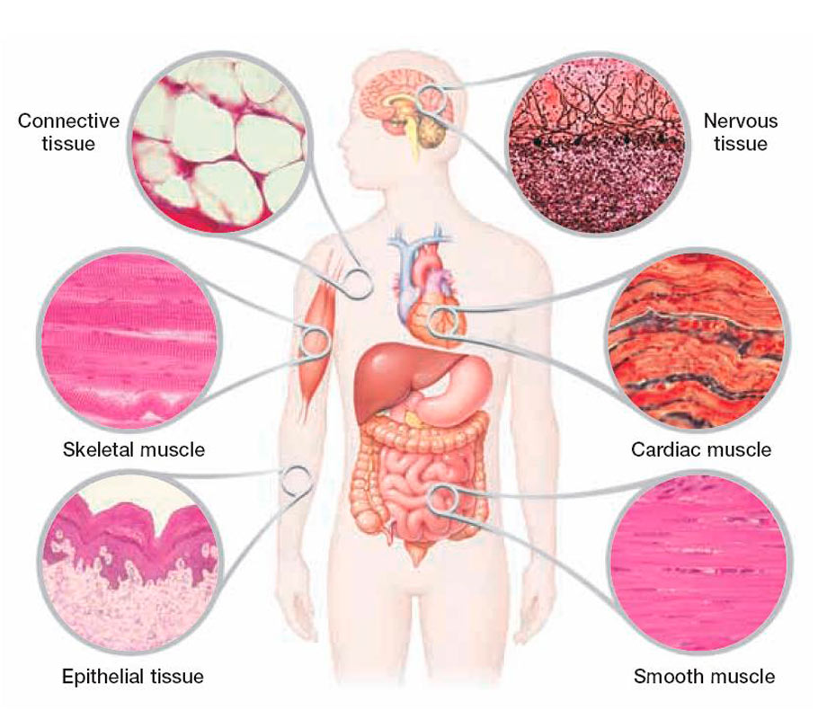 camera inside pussy ejaculation mature human nerve cells and muscle cells