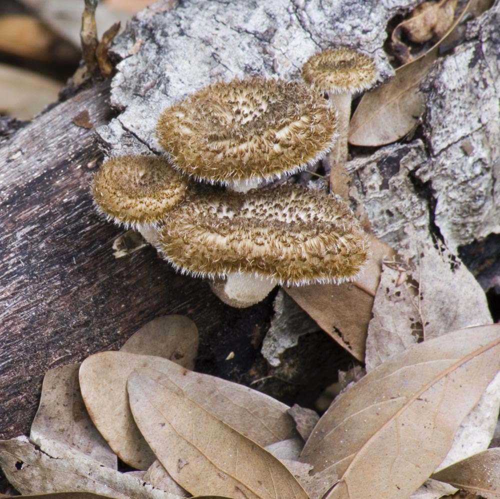 Florida Image Tools Photographing Florida Fungi