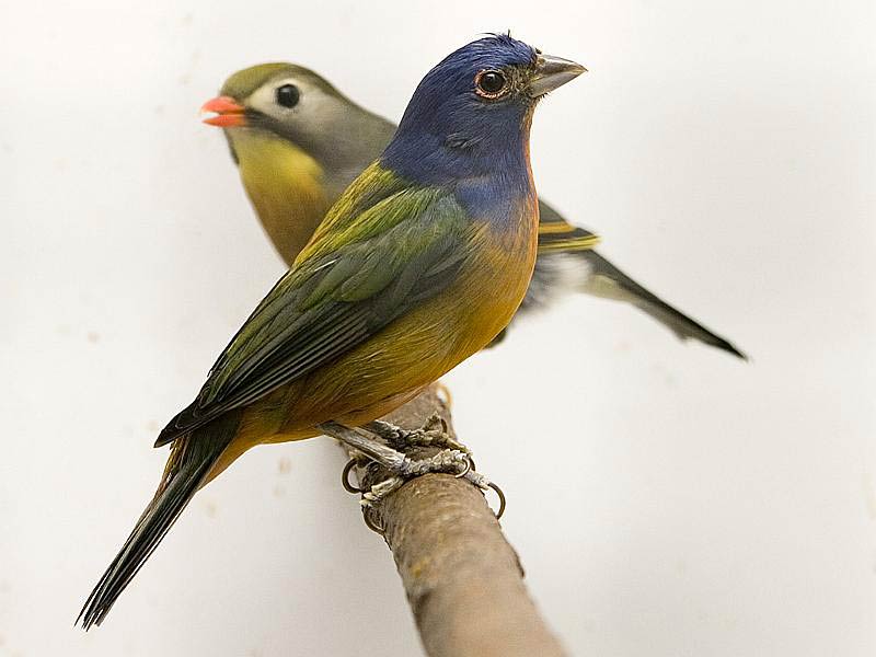 Canary Wallpapers | Fun Animals Wiki, Videos, Pictures, Stories