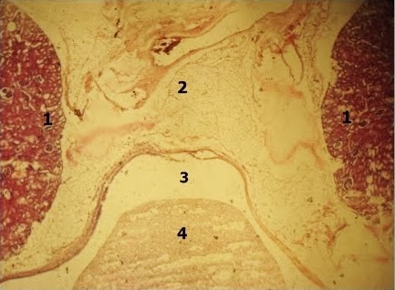 Histologia: Sistema Urinário