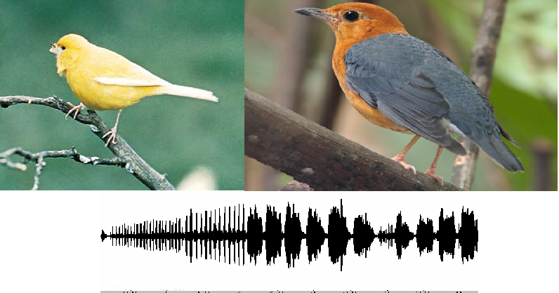 Download Suara Burung: Download Kumpulan Suara Kicau Burung Mp3 Terbaru