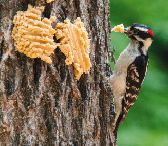 wild birds unlimited november 2015 wild birds unlimited november 2015