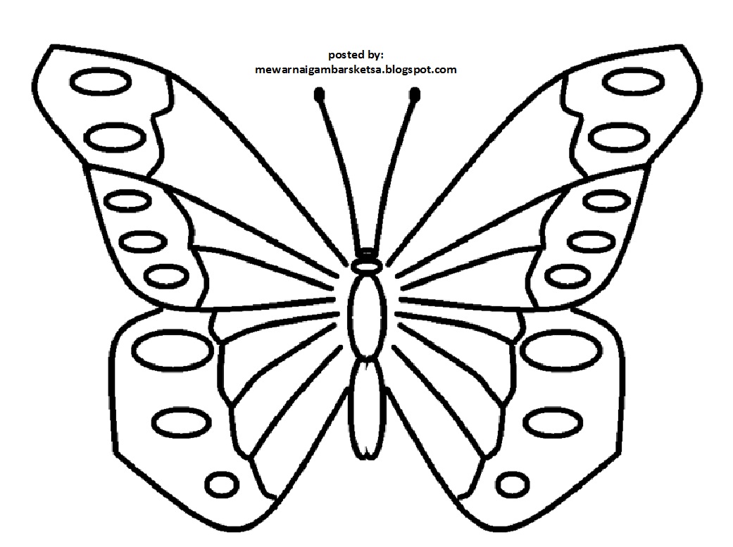 73 Gambar Sketsa Binatang Kupu-kupu Terbaru - Gambar Hewan