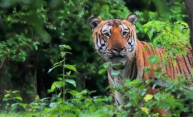 NHAI approves Rs 186 crore for wildlife mitigation in project NHAI approves Rs 186 crore for wildlife mitigation in project